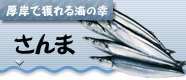 厚岸産さんま「大黒さんま」