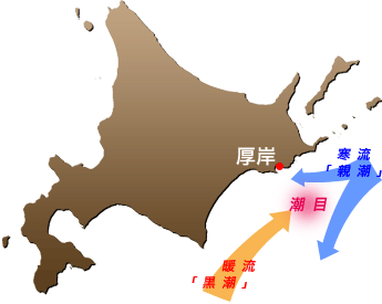 厚岸沖は暖流と寒流がぶつかる“好漁場”